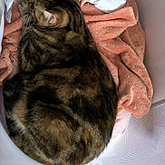 Nalha participe au concours pour gagner de l'argent avec cette photo : cat, tabby_cat, blanket, baby_hand, crib, mesh, soft_texture, nap_time, indoor, cozy, fur, striped, resting, pet, sleeping_area, comfort, close_up, domestic_animal, pink, gentle_touch