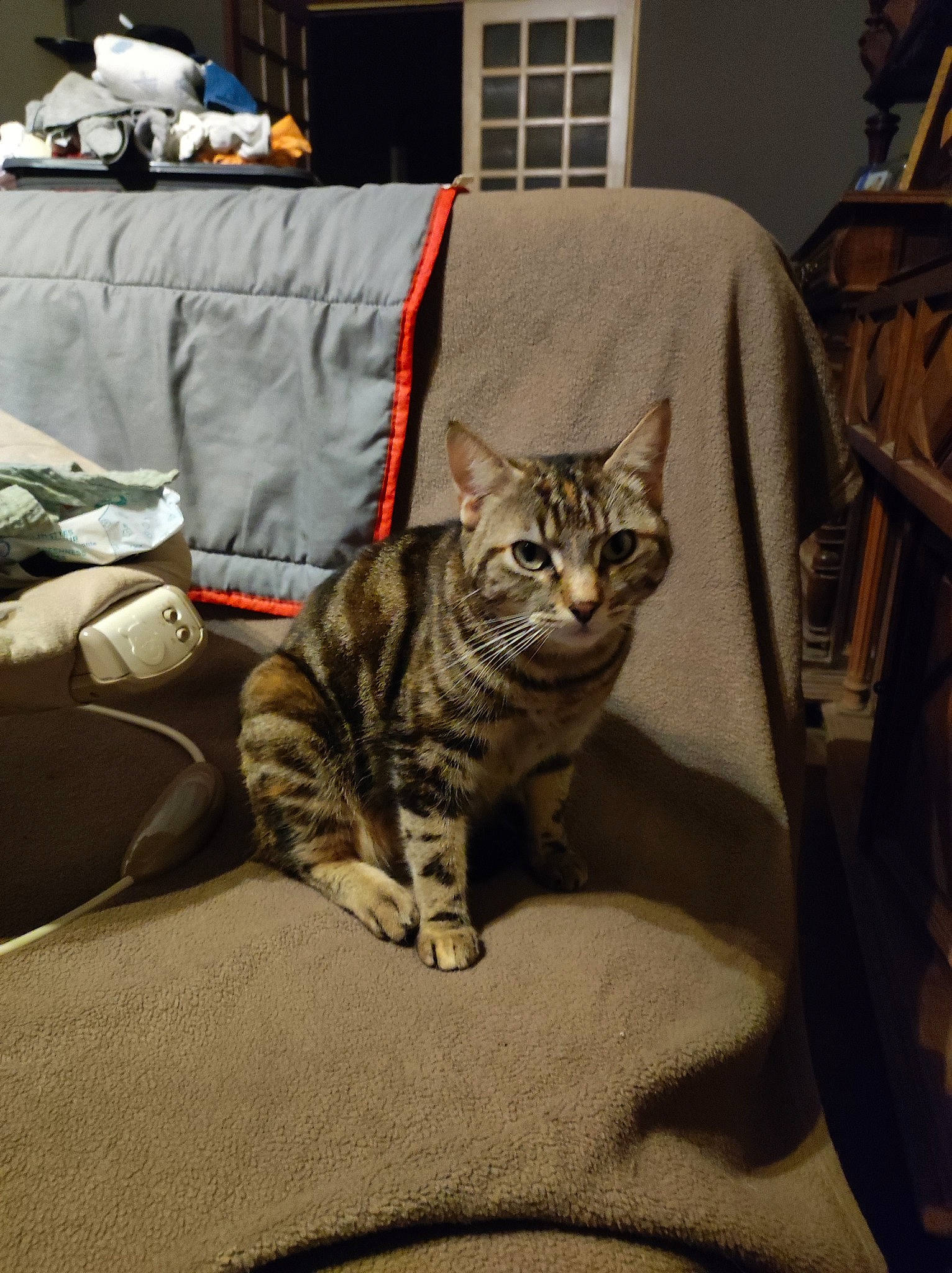 Nalha participe au concours pour gagner de l&#x27;argent avec cette photo : carnivore, cat, chair, comfort, couch, domestic_short_haired_cat, felidae, fur, grey, lamp, linens, living_room, paw, room, sitting, small_to_medium_sized_cats, snout, tail, terrestrial_animal, whiskers