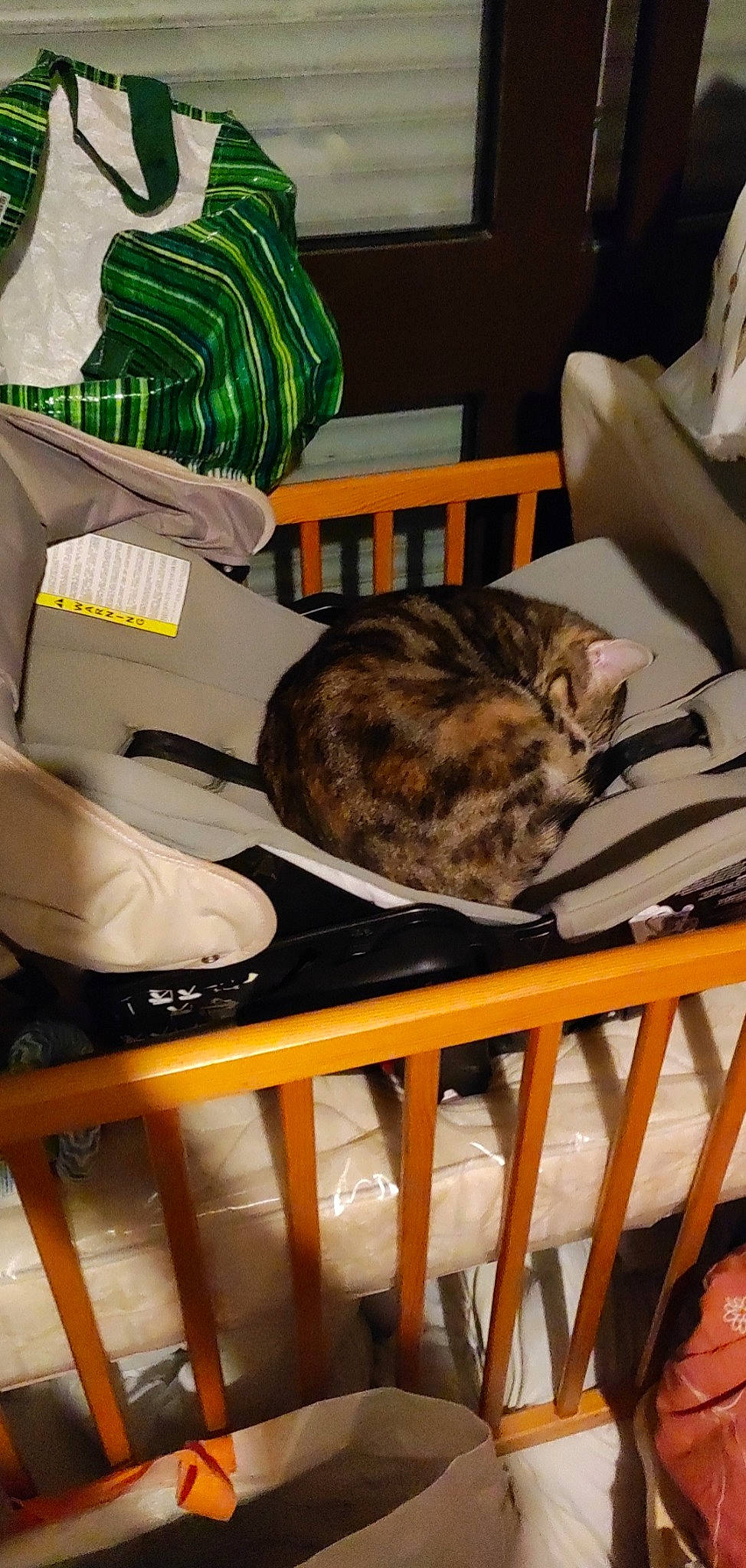 Nalha a rejoint le concours — aidez-le/la à gagner de superbes lots ! armrest, carnivore, cat, cat_bed, cat_supply, chair, comfort, domestic_short_haired_cat, felidae, fur, hardwood, linens, mammal, nap, room, small_to_medium_sized_cats, tail, vertebrate, whiskers, wood