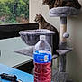 cat, tabby_cat, cat_tree, window, greenery, table, plastic_bottle, pink_liquid, ashtray, cigarette_butts, lighter, indoor, furniture, pets, animal, domestic, curious, perched, relaxing, daylight