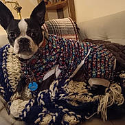 Tilly joined the competition — help win amazing prizes! animal, blanket, boston_terrier, collar, colorful, companion, couch, cozy, cute, dog, ears, furniture, home, indoor, knit, pet, portrait, resting, sweater, tag