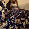 animal, blanket, boston_terrier, collar, colorful, companion, couch, cozy, cute, dog, ears, furniture, home, indoor, knit, pet, portrait, resting, sweater, tag
