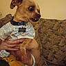 Fozzy is registered to the contest to win money with this photo: brown_fur, closeup, clothing, collar, couch, cozy, cute, dog, expression, hand, holding, indoor, patterned_fabric, person, pet, seated, small_dog, tag, upholstery, warm_lighting