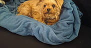 Fozzy joined the competition — help win amazing prizes! animal, blanket, blue_blanket, brown_dog, canine, companion, couch, cozy, cute, dog, domestic_animal, fluffy, fur, indoor, living_room, pet, relaxed, resting, small_dog, snuggled