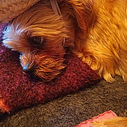 Fozzy is registered to the contest to win money with this photo: animal, blanket, brown, close_up, comfort, companion, cozy, cute, dog, fur, indoor, pet, portrait, relaxation, resting, sleepy, small_dog, soft, texture, warm_lighting