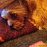 animal, blanket, brown, close_up, comfort, companion, cozy, cute, dog, fur, indoor, pet, portrait, relaxation, resting, sleepy, small_dog, soft, texture, warm_lighting