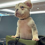 Onyx joined the competition — help win amazing prizes! puppy, dog, pet_carrier, indoor, waiting_area, curious, young_dog, standing, furniture, modern, lighting, collar, mesh, bag, cute, small_dog, animal, pet, portrait, canine