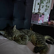 Boo is registered to the contest to win money with this photo: cat, tabby, sleeping, bed, pillow, headboard, indoor, furniture, nightstand, plant, domestic_animal, cozy, resting, paw, striped, whiskers, pet, animal, cute, relaxation