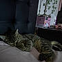 cat, tabby, sleeping, bed, pillow, headboard, indoor, furniture, nightstand, plant, domestic_animal, cozy, resting, paw, striped, whiskers, pet, animal, cute, relaxation