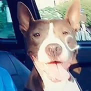 Elvira participe au concours pour gagner de l'argent avec cette photo : animal, blurred, canine, car, casual, companion, dog, domestic, ears, happy, inside, leash, pet, portrait, seat, seatbelt, smiling, tongue_out, vehicle, window