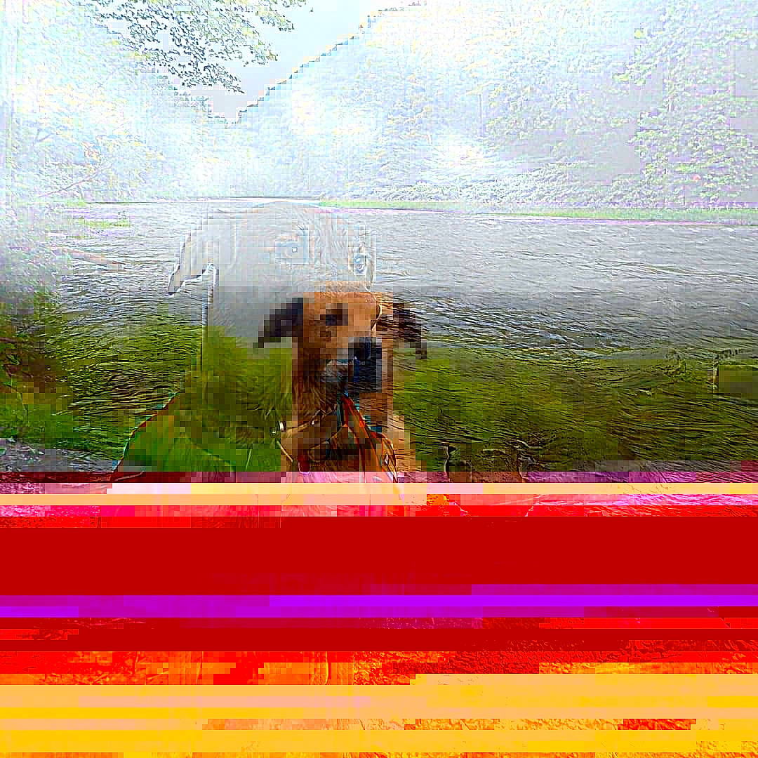 Journey is registered to the contest to win money with this photo: broholmer, canidae, carnivore, dog, dog_breed, fawn, mammal, rhodesian_ridgeback, snout