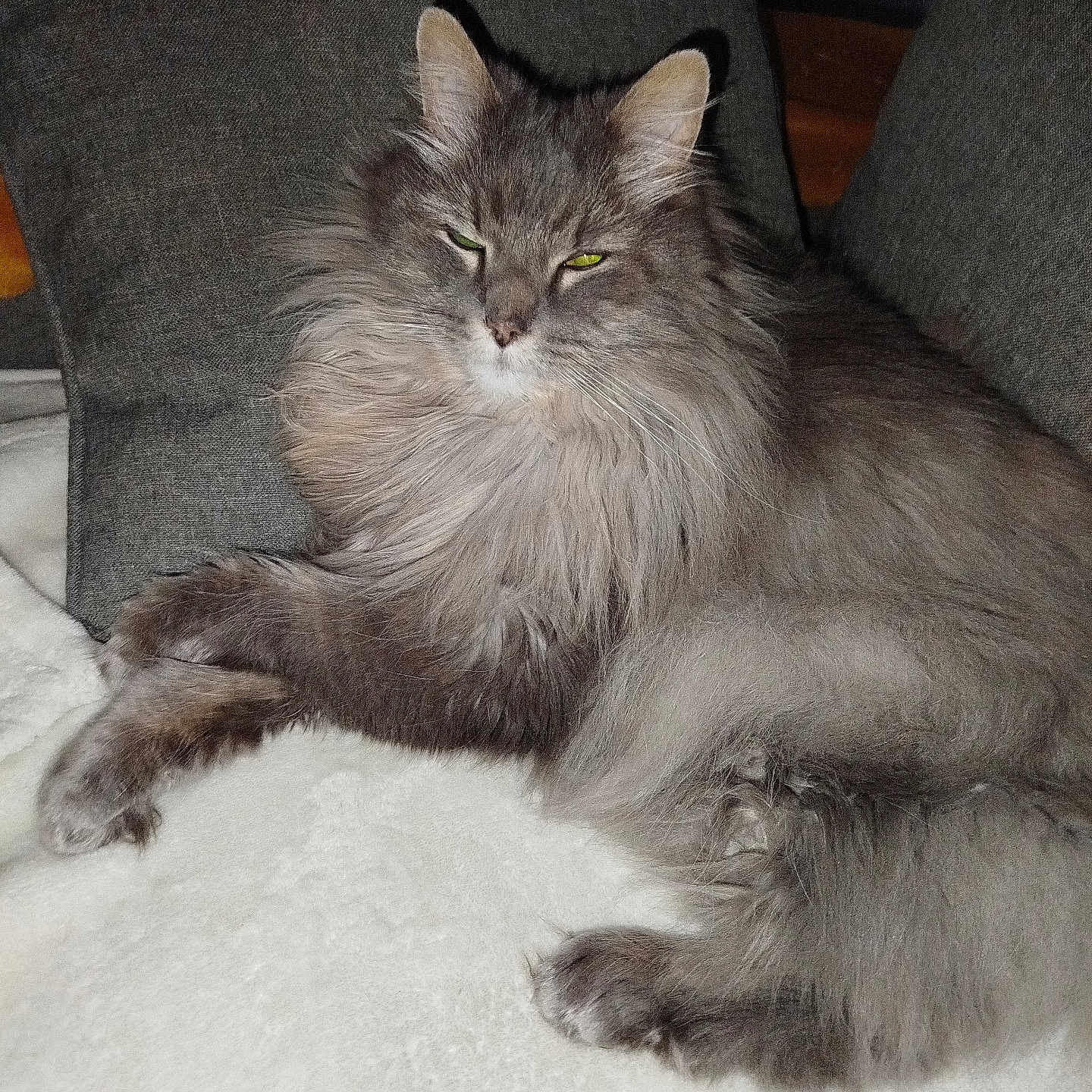 Elsi a rejoint le concours — aidez-le/la à gagner de superbes lots ! abyssinian, angora, animal, architecture, armchair, building, cat, chair, couch, cushion, furniture, homedecor, indoors, kitten, linen, manx, person, pet, siamese, sleeping
