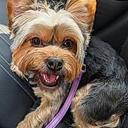 Petra joined the competition — help win amazing prizes! dog, yorkshire_terrier, small_dog, pet, canine, happy, smiling, portrait, close_up, fluffy, brown_and_white, black_and_tan, long_hair, ears, eyes, nose, teeth, purple_leash, car_interior, seated