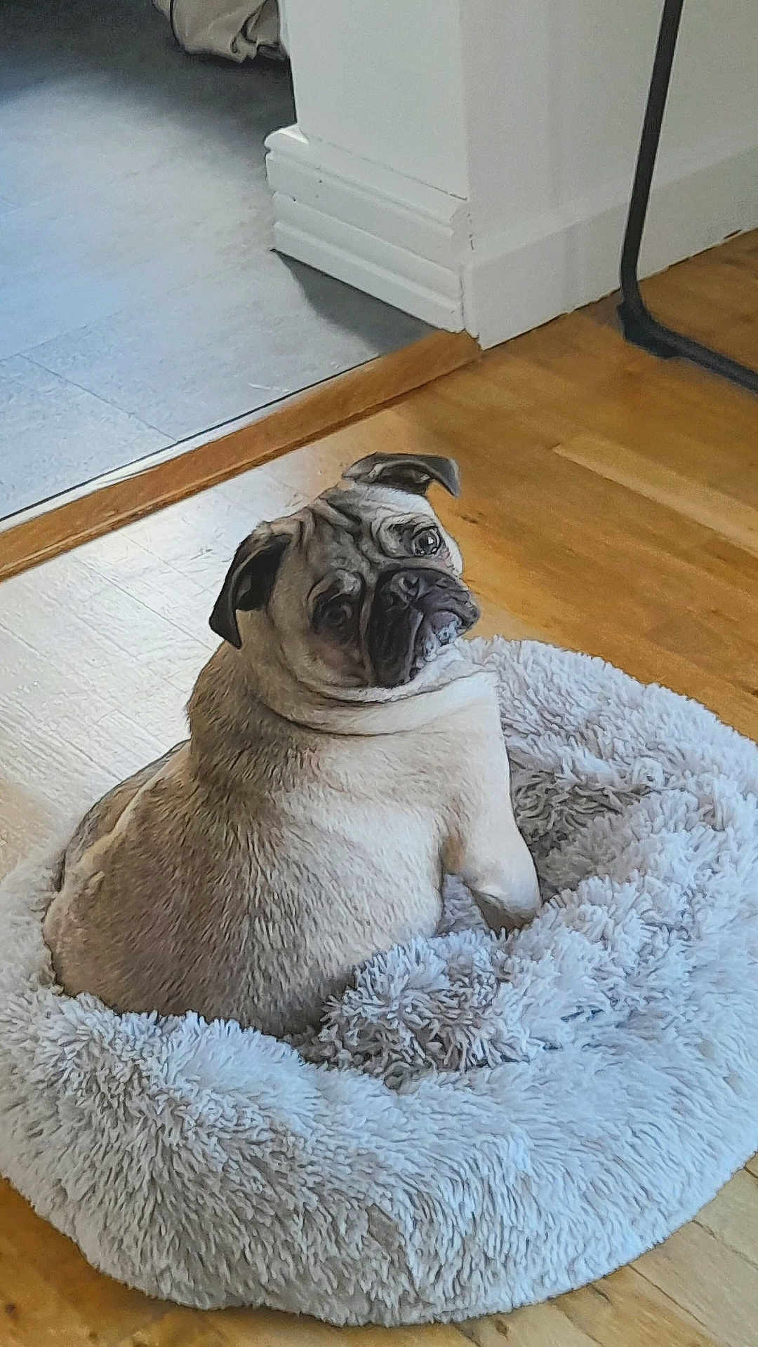 Daisy a rejoint le concours — aidez-le/la à gagner de superbes lots ! dog, pug, pet_bed, wooden_floor, indoor, cozy, fluffy, animal, looking_back, curious, small_dog, companion, cute, domestic, fur, ears, snout, sitting, resting, home