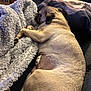 dog, pug, sleeping, blanket, pillow, indoor, cozy, resting, fur, pet, animal, couch, closeup, relaxation, home, snuggle, cute, companion, domestic, comfort