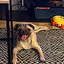 Daisy participe au concours pour gagner de l'argent avec cette photo : dog, pug, tongue_out, lying_down, indoor, rug, patterned_rug, furniture, table, toy, yellow_toy, floor, wood_floor, entertainment_center, electronics, smiling, pet, cute, happy, home