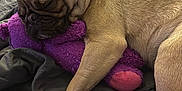 Daisy participe au concours pour gagner de l'argent avec cette photo : dog, pug, sleeping, plush_toy, purple, blanket, indoor, cozy, pet, fur, snuggling, resting, cute, animal, relaxation, closeup, soft_texture, companion, home, peaceful