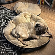 Daisy participe au concours pour gagner de l'argent avec cette photo : pug, dog, sleeping, dog_bed, chew_toy, wood_floor, rug, bookshelf, books, indoor, pet, resting, cozy, plush, furniture, home, relaxed, animal, brown, cute