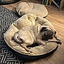 pug, dog, sleeping, dog_bed, chew_toy, wood_floor, rug, bookshelf, books, indoor, pet, resting, cozy, plush, furniture, home, relaxed, animal, brown, cute