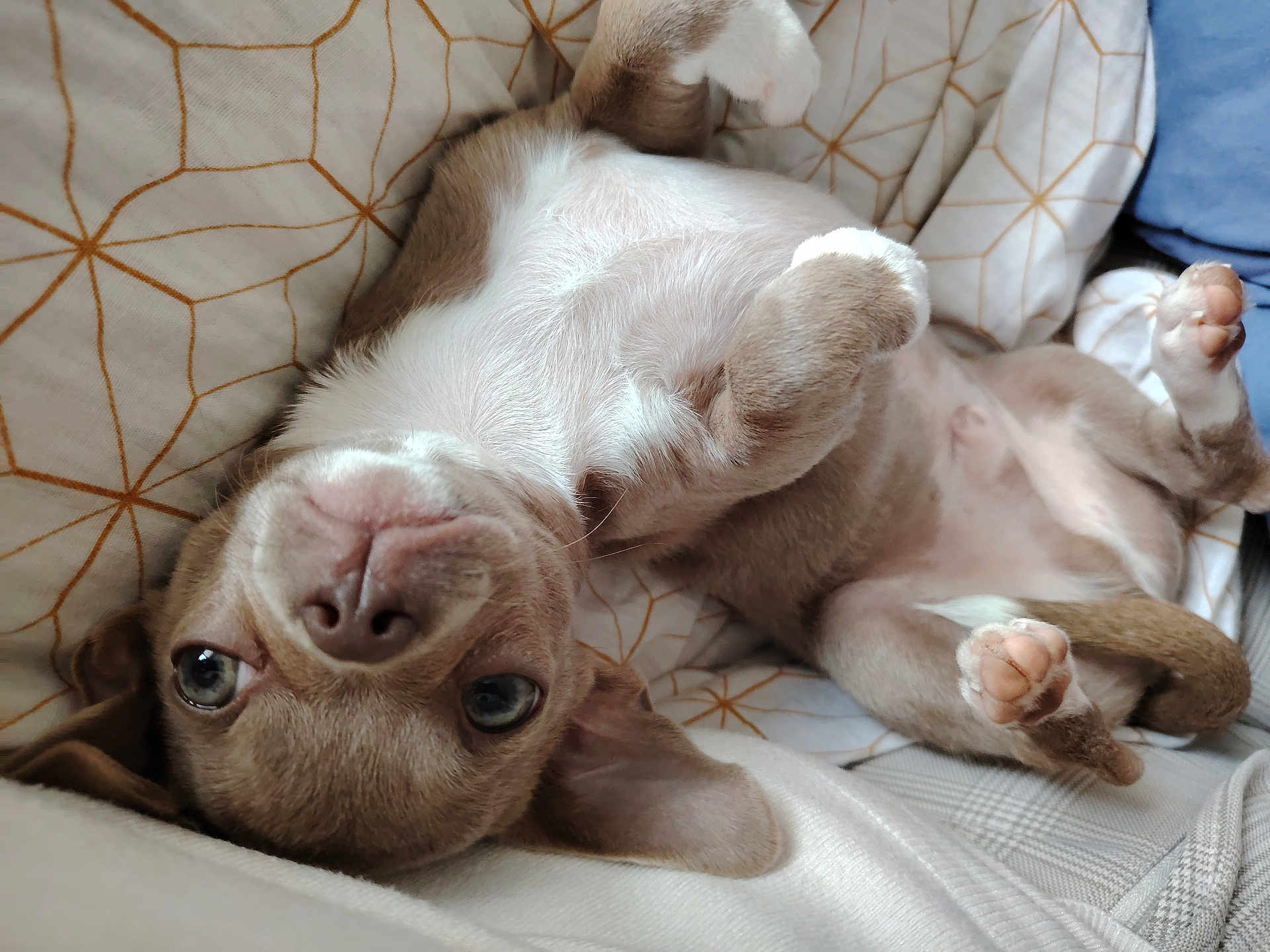 Loki a rejoint le concours — aidez-le/la à gagner de superbes lots ! dog, puppy, upside_down, lying_down, blanket, cute, pet, animal, fur, paw, face, nose, ears, cozy, indoor, resting, closeup, brown, white, soft
