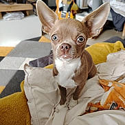 Loki a rejoint le concours — aidez-le/la à gagner de superbes lots ! amplifier, bedding, big_ears, blanket, brown_fur, chihuahua, cozy, cute, dog, guitar, indoor, living_room, pet, pillow, portrait, puppy, small_dog, toy, white_chest, wide_eyes