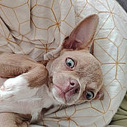Loki participe au concours pour gagner de l'argent avec cette photo : puppy, dog, blue_eyes, lying_down, blanket, patterned_blanket, cute, pet, fur, small_dog, indoor, close_up, animal, face, ear, nose, paw, resting, young_dog, domestic_animal