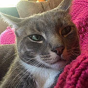 Kush joined the competition — help win amazing prizes! british_shorthair, burmese, carnivoran, cat, cat_like_mammal, chartreux, domestic_short_haired_cat, fur, kitten, korat, mammal, russian_blue, small_to_medium_sized_cats, snout, whiskers