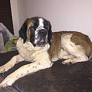 Georgia joined the competition — help win amazing prizes! carnivoran, dog, dog_breed, dog_breed_group, dog_like_mammal, fur, giant_dog_breed, moscow_watchdog, snout, st_bernard