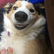 Molly is registered to the contest to win money with this photo: australian_shepherd, carnivoran, companion_dog, dog, dog_breed, dog_breed_group, dog_like_mammal, ear, eye, fur, nose, puppy, snout, sporting_group, whiskers