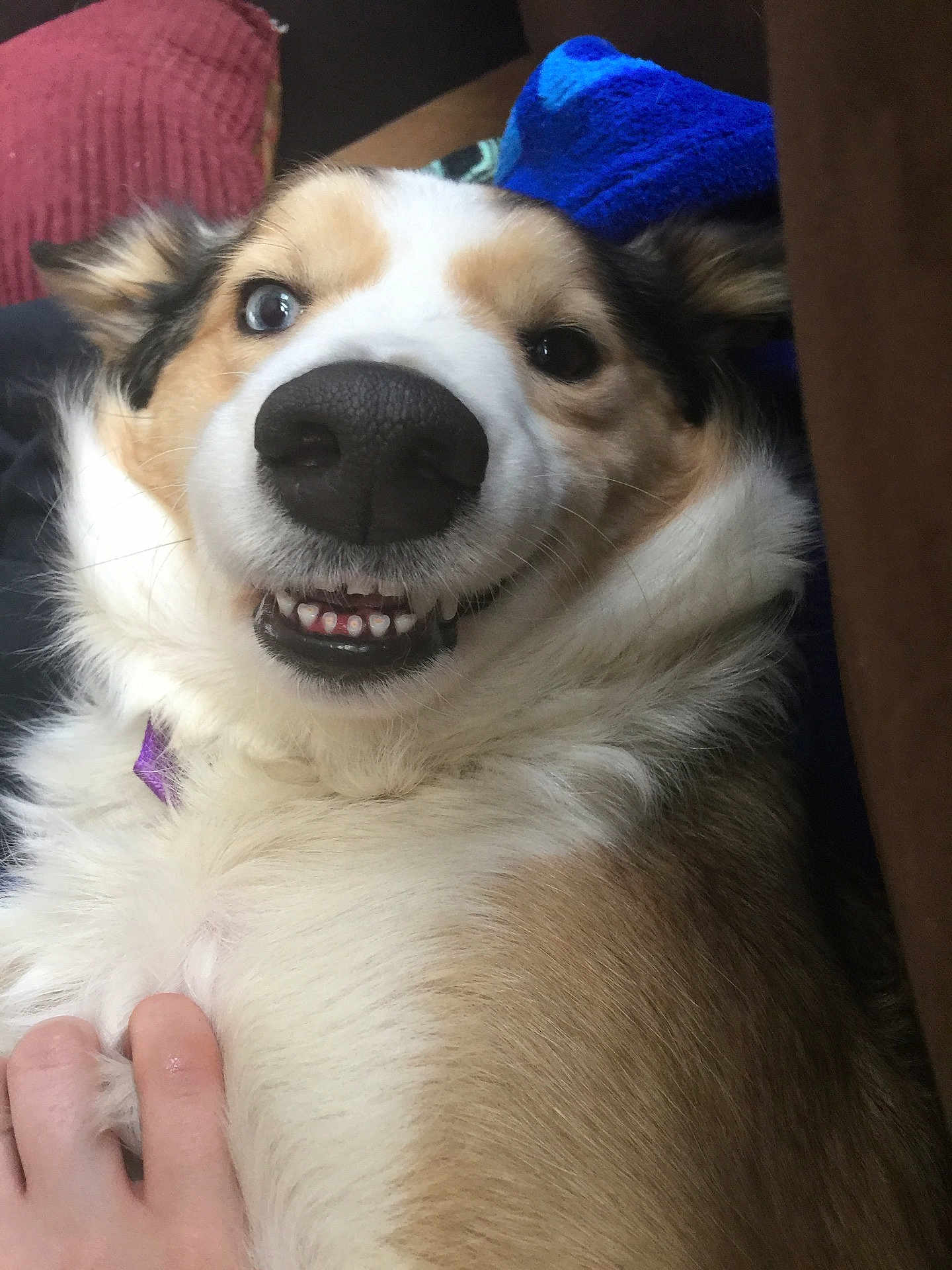 Molly