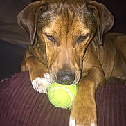 Zoko joined the competition — help win amazing prizes! carnivoran, dog, dog_breed, dog_like_mammal, ear, jaw, longdog, nose, organism, snout, whiskers
