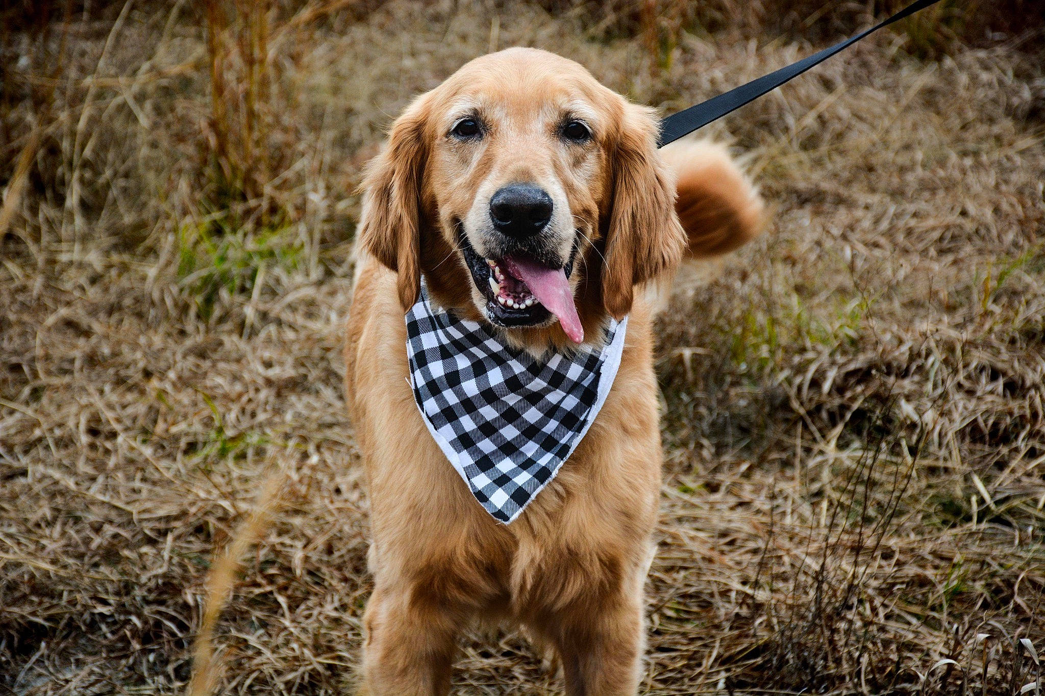 Peanut Butter joined the competition — help win amazing prizes! adventure, canidae, carnivore, collar, companion_dog, dog, dog_breed, dog_collar, dog_supply, fawn, grass, happy, leash, pet_supply, plant, retriever, snout, sporting_group, tree, working_animal