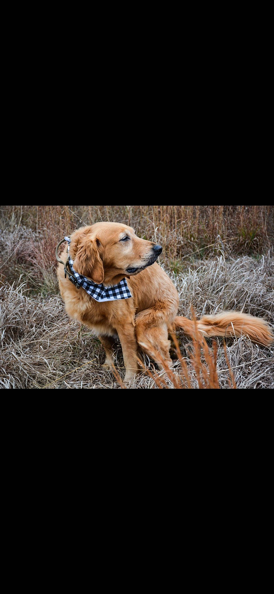 Peanut Butter joined the competition — help win amazing prizes! carnivore, collar, companion_dog, dog, dog_breed, dog_collar, fawn, fur, grass, gun_dog, leash, liver, pet_supply, plant, retriever, soil, sporting_group, tail, wood, working_animal