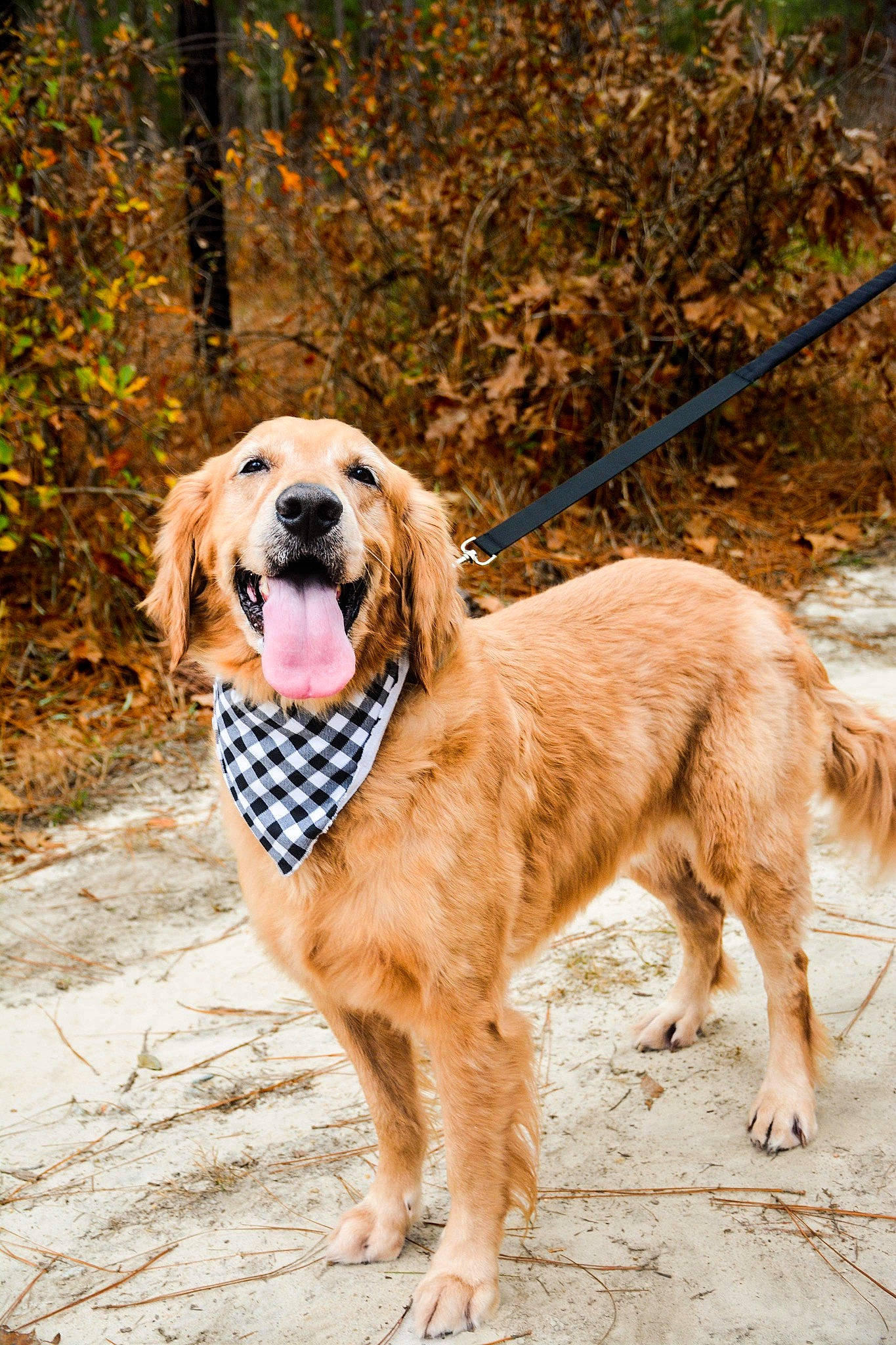 Peanut Butter joined the competition — help win amazing prizes! canidae, carnivore, collar, companion_dog, dog, dog_breed, dog_collar, dog_supply, fashion_accessory, fawn, fur, gun_dog, leash, plant, retriever, snout, sporting_group, tree, working_animal, working_dog