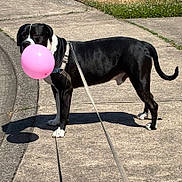 Niko is registered to the contest to win money with this photo: dog, balloon, black_and_white, sidewalk, leash, shadow, sunny, outdoor, pet, canine, grass, concrete, walking, daytime, playful, animal, muzzle, pavement, leash_harness, tail