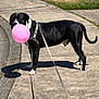 dog, balloon, black_and_white, sidewalk, leash, shadow, sunny, outdoor, pet, canine, grass, concrete, walking, daytime, playful, animal, muzzle, pavement, leash_harness, tail