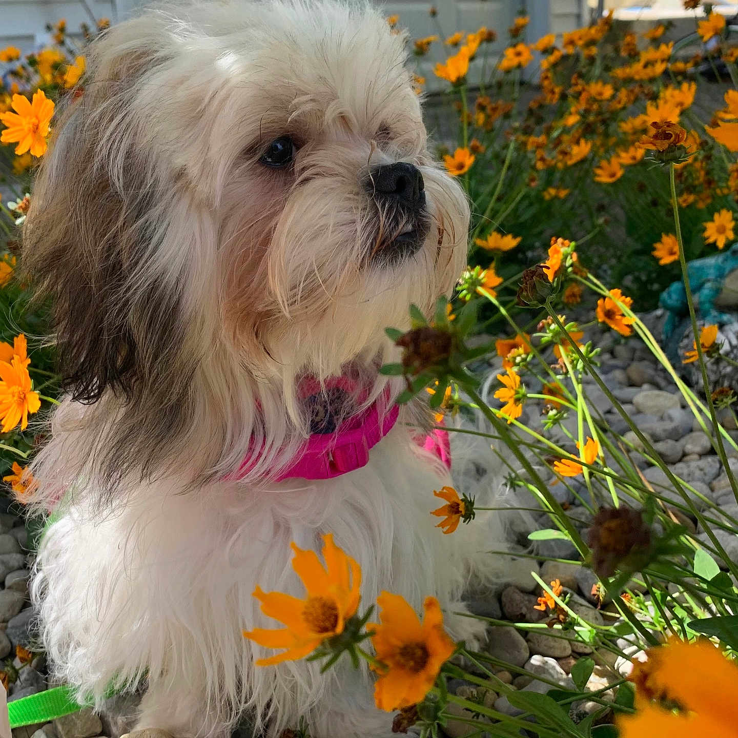 Kiki joined the competition — help win amazing prizes! dog, flower, orange_flower, pet, outdoor, garden, rock, fur, collar, nature, sunlight, closeup, animal, small_dog, plant, greenery, leash, daylight, fluffy, portrait