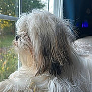 Kiki is registered to the contest to win money with this photo: dog, white_dog, fluffy, long_hair, window, indoor, natural_light, side_view, pet, fur, calm, resting, looking_out, house, cozy, soft_light, animal, close_up, quiet, daylight