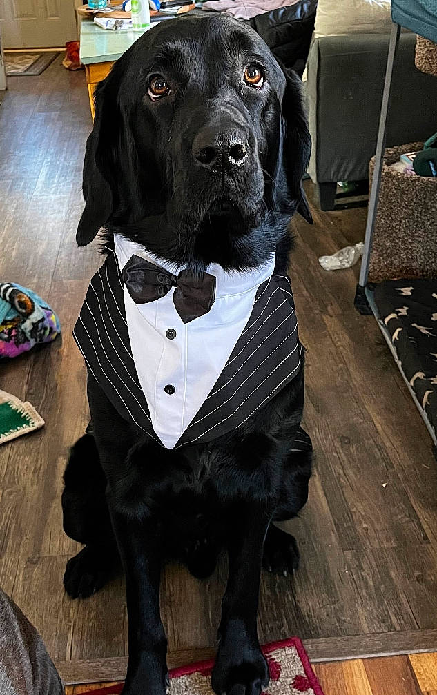 Riblet Elwood Mcguire is registered to the contest to win money with this photo: bow_tie, carnivore, collar, companion_dog, dog, dog_breed, dog_collar, dog_supply, flooring, hardwood, leash, pattern, personal_protective_equipment, pet_supply, sleeve, snout, tie, wood, working_animal