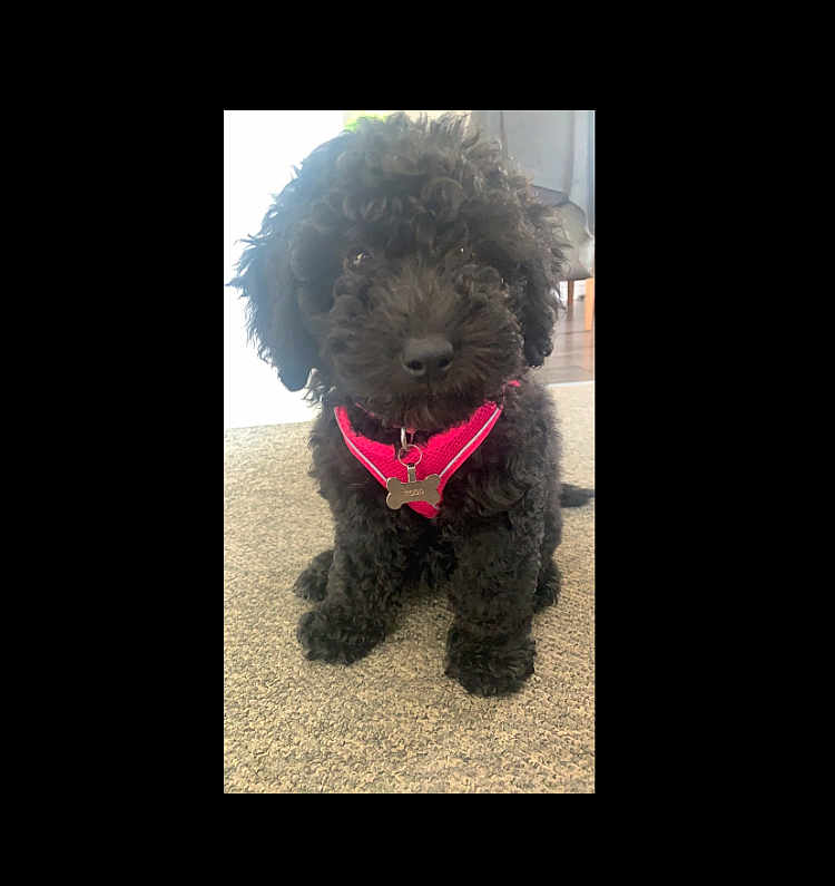 Cardi