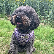 Cardi is registered to the contest to win money with this photo: animal, black_dog, canine, collar, curly_fur, dog, field, fur, grass, greenery, happy, nature, outdoor, pet, purple_harness, sitting, spring, star_pattern, tongue_out, yellow_flowers
