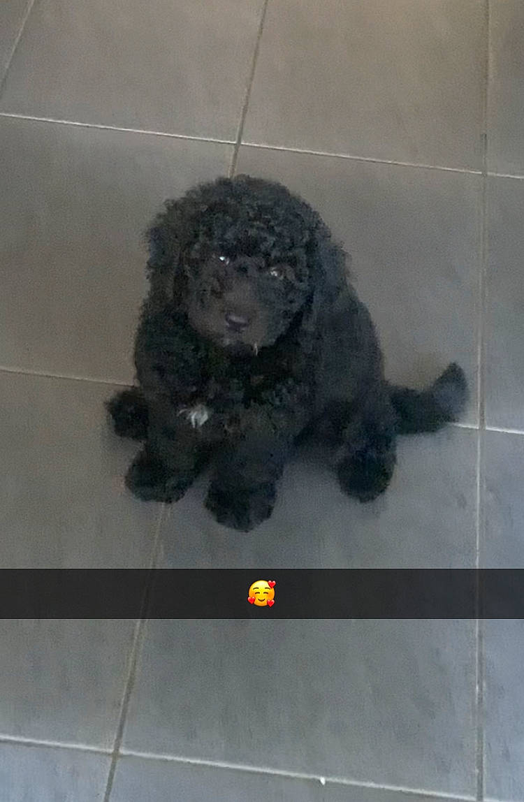 Cardi joined the competition — help win amazing prizes! art, canidae, carnivore, companion_dog, dog_breed, flooring, fur, non_sporting_group, puppy, snout, sporting_group, tail, terrestrial_animal, toy_dog, water_dog, working_animal