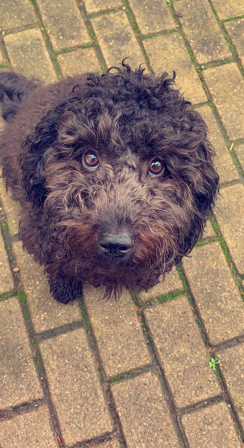 Cardi joined the competition — help win amazing prizes! canidae, carnivore, cockapoo, companion_dog, dog, dog_breed, flooring, fur, labradoodle, poodle_crossbreed, road_surface, small_terrier, snout, soil, sporting_group, terrier, toy_dog, water_dog, working_animal, yorkipoo