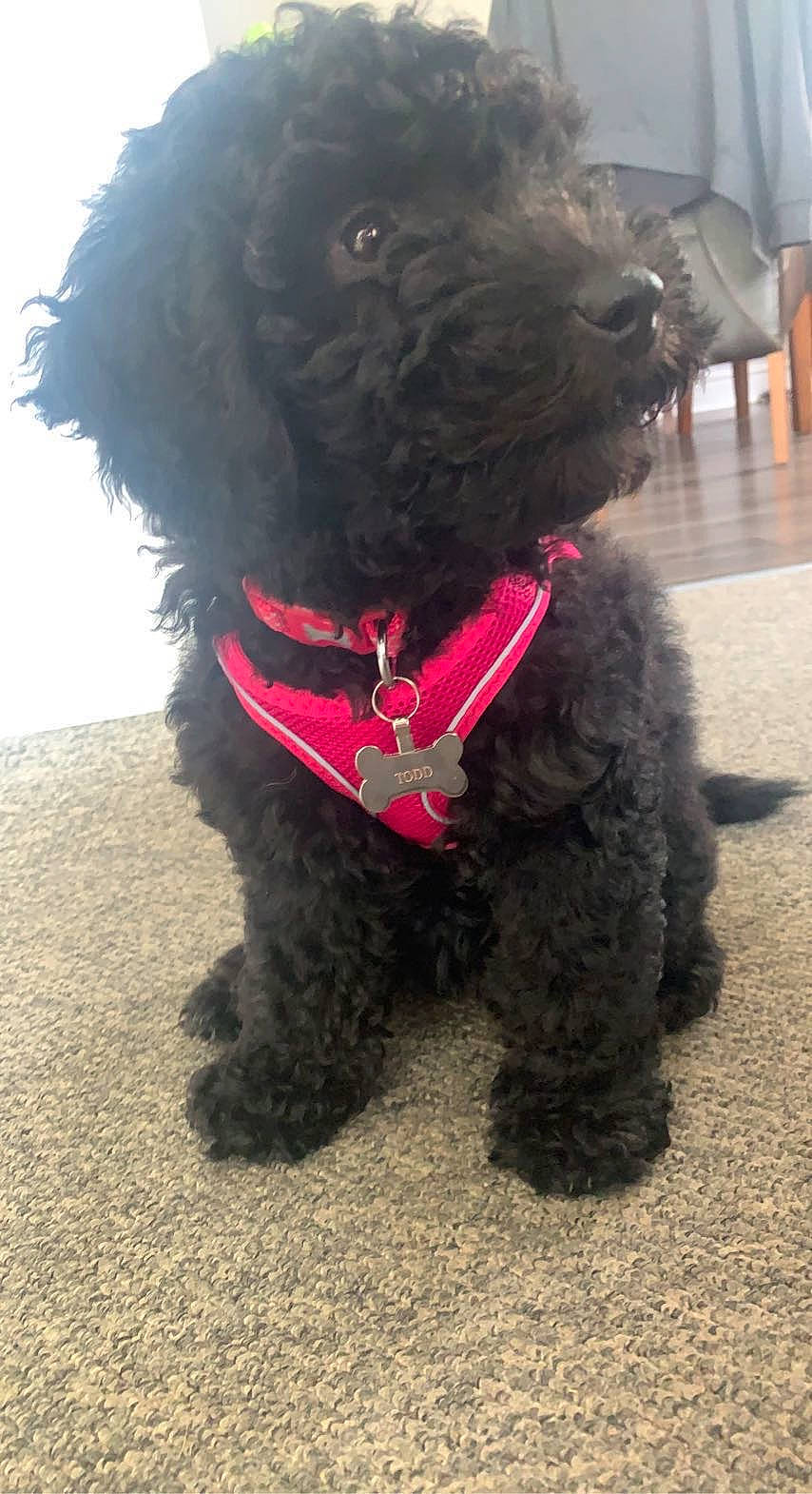 Cardi is registered to the contest to win money with this photo: canidae, carnivore, collar, companion_dog, dog, dog_breed, dog_collar, dog_supply, fur, non_sporting_group, pet_supply, poodle, snout, sporting_group, terrestrial_animal, terrier, toy_dog, water_dog, working_animal, working_dog