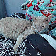 Hamilton is registered to the contest to win money with this photo: animal, bed, beige_cat, black_and_white, blanket, cat, colorful, comfort, cozy, fleece_blanket, floral_pattern, fur, indoor, owl_pattern, patterned_blanket, pet, relaxed, resting, sleepy, soft_texture