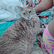 Hamilton joined the competition — help win amazing prizes! cat, animal, pet, feline, fur, blanket, colorful, pattern, fabric, person, skin, shorts, resting, indoor, cozy, closeup, laying, relaxed, cute, domestic