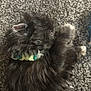 puppy, dog, black_fur, collar, pet, lying_down, carpet, paw, cute, fluffy, indoor, resting, animal, small_dog, fur, playful, young_dog, domestic_animal, covering_face, sleepy