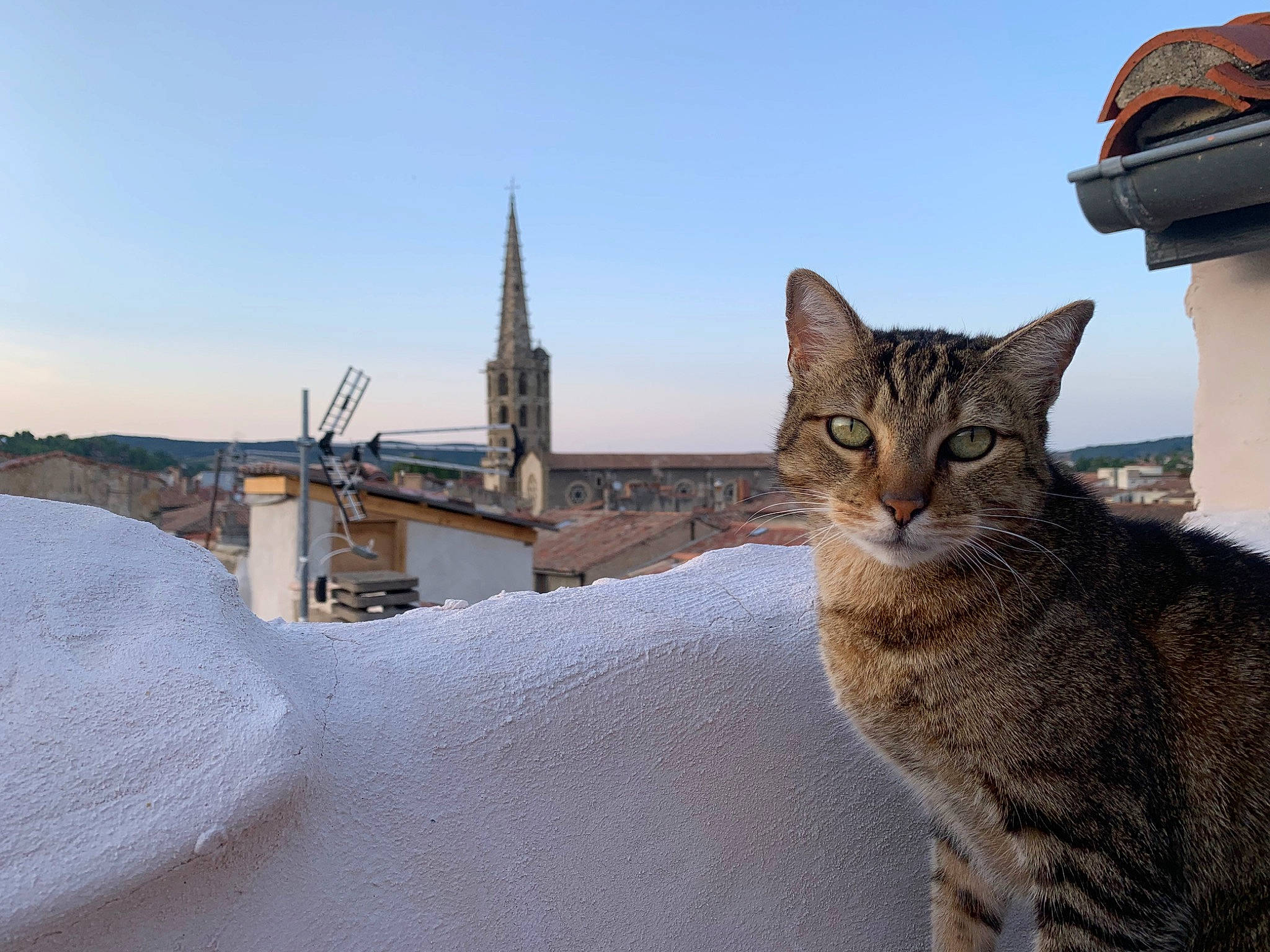 Matou participe au concours pour gagner de l'argent avec cette photo : baseball_cap, building, carnivore, cat, domestic_short_haired_cat, felidae, freezing, fur, hat, house, roof, sitting, sky, small_to_medium_sized_cats, snout, tail, terrestrial_animal, tree, whiskers, wildlife