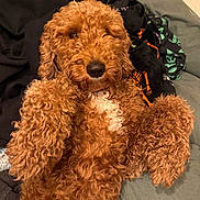 Indie is registered to the contest to win money with this photo: animal, blanket, brown_dog, companion, couch, cozy, curly_fur, cute, dog, domestic, fur, furry, indoor, lying_down, mammal, paws_up, pet, relaxed, resting, sleepy