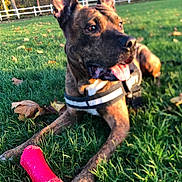 Menfys a rejoint le concours — aidez-le/la à gagner de superbes lots ! dog, brindle, canine, pet, grass, outdoor, toy, chew_toy, red, playful, tongue_out, ears_up, park, autumn, leaves, fence, sunlight, animal, muzzle, collar